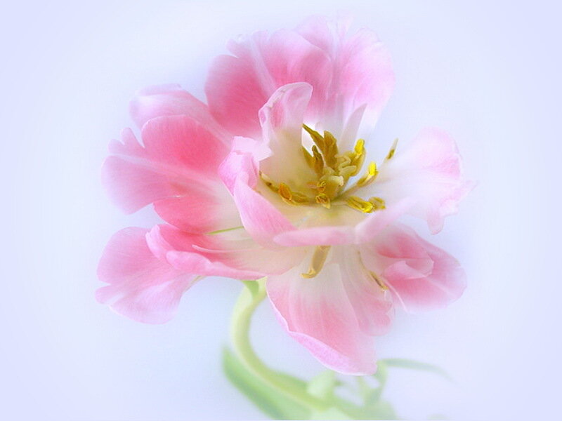 Pink Tulip Flower — Serene, Photograph