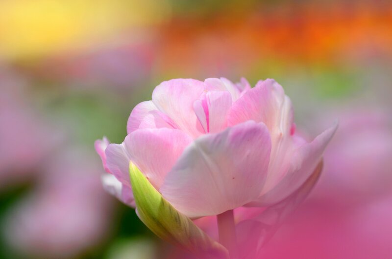 Pink Tulip Flower — Serene, Spring, Photograph, Bud