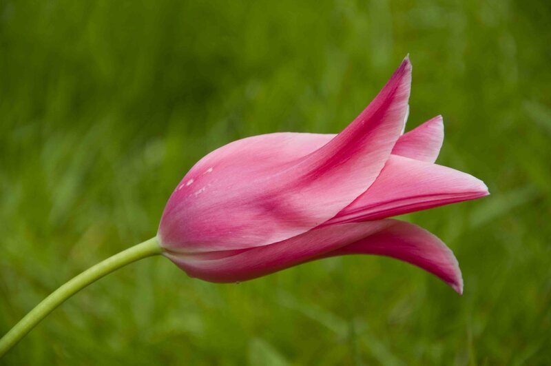 Pink Tulip Flower — Serene, Spring, Photograph, Green Grass
