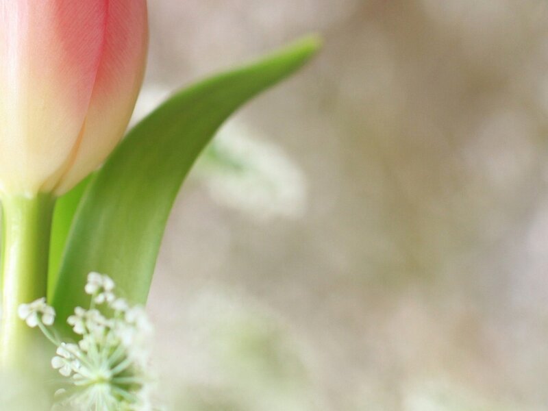 Pink Tulip Flower — Serene, Spring, Photograph, Green Leaf