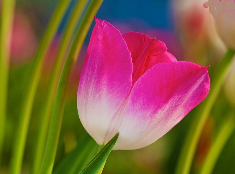 Pink Tulip Flower — Serene, Spring, Photograph, Green Leaves, Blurred Background