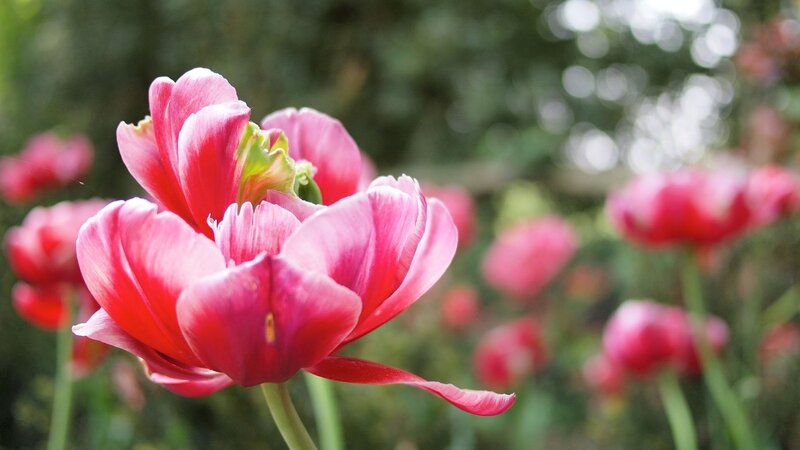 Pink Tulip Flower — Serene, Spring, Photograph, Greenery