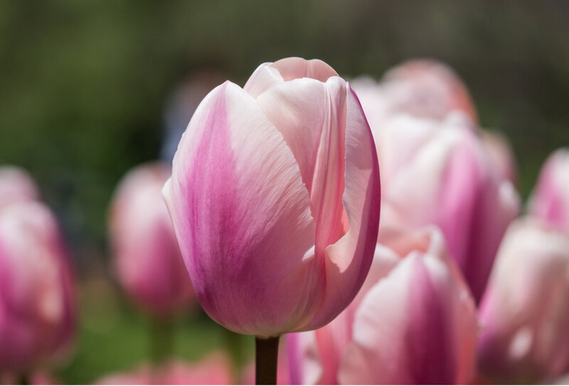 Pink Tulip Flower — Serene, Spring, Photograph, Petal, Stem
