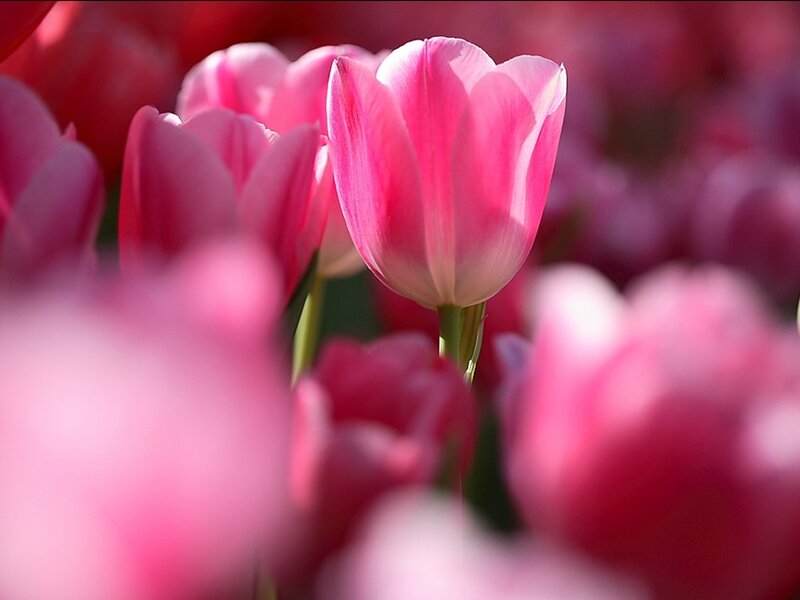 Pink Tulip Flower — Serene, Spring, Photograph, Petal