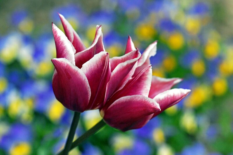 Pink Tulip Flower — Serene, Spring, Photograph, Petals, Green Stem