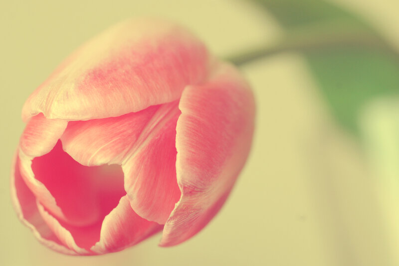 Pink Tulip Flower — Serene, Spring, Photograph, Petals, Stem