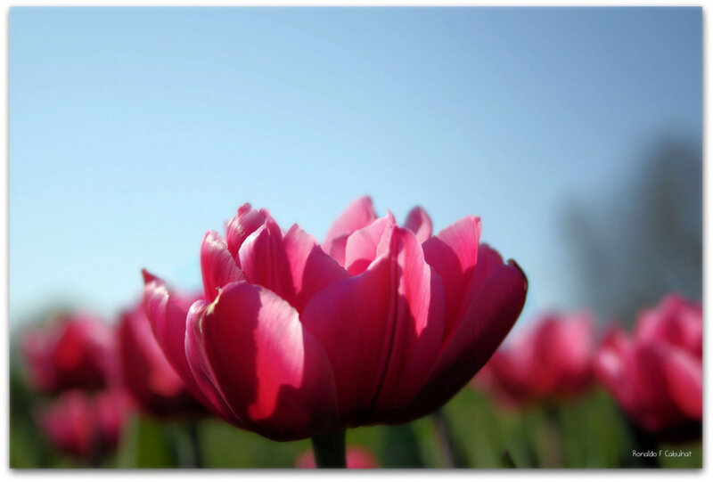 Pink Tulip Flower — Serene, Spring, Photograph, Sky