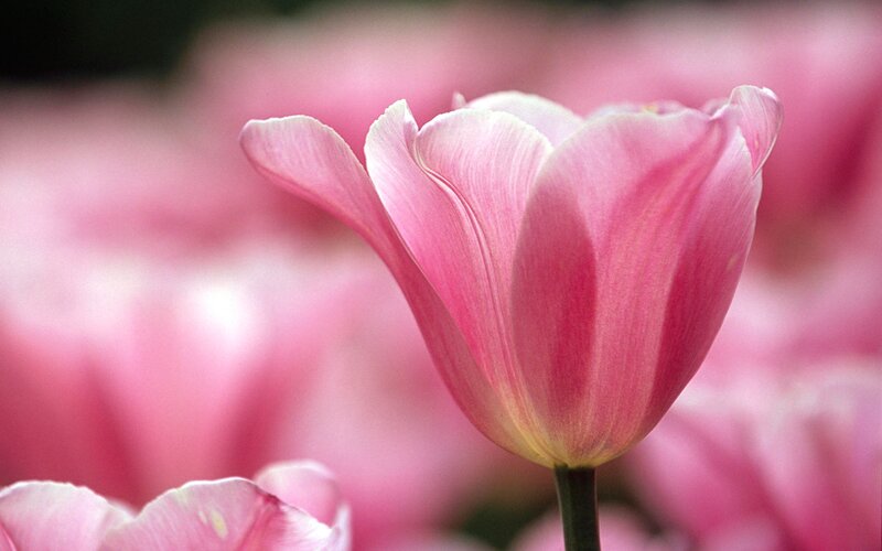 Pink Tulip Flower — Serene, Spring, Photograph, Stem, Background