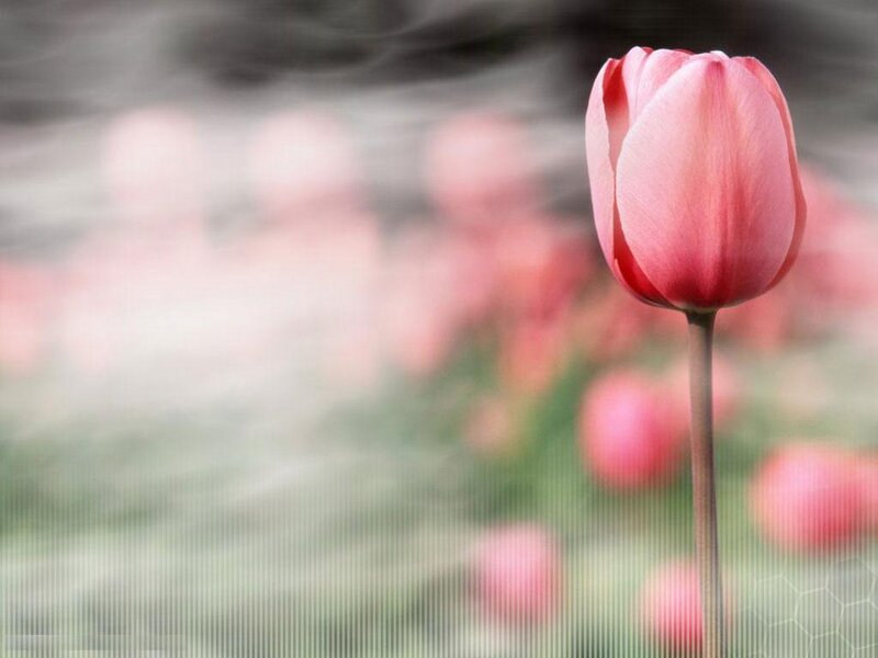 Pink Tulip Flower — Serene, Spring, Photograph, Stem, Field
