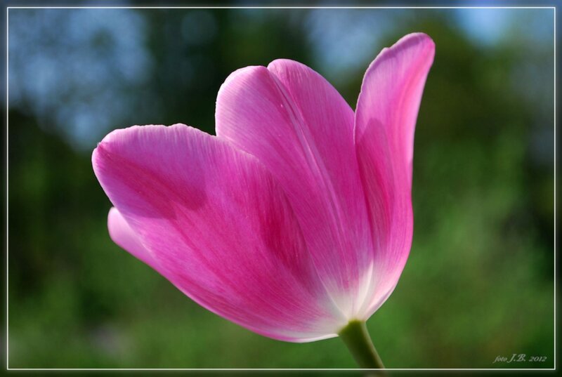 Pink Tulip Flower — Serene, Spring, Photograph, Stem, Greenery