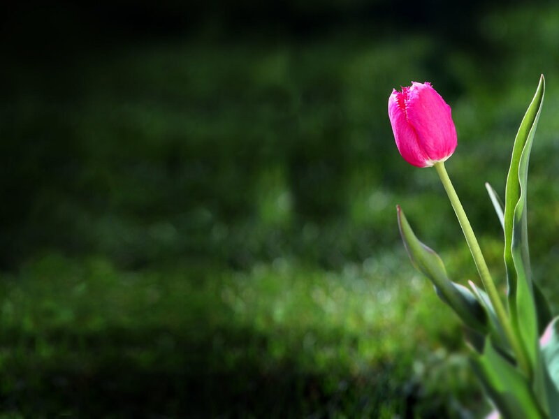 Pink Tulip Flower — Serene, Spring, Photograph, Stem