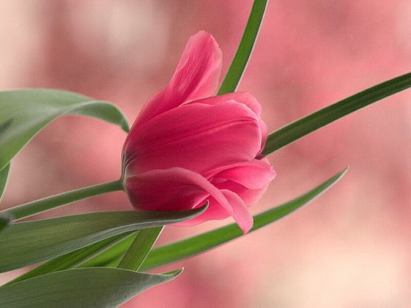 Pink Tulip Flower — Serene, Spring, Photograph