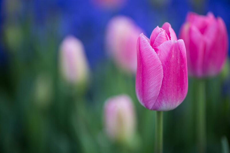 Pink Tulip Flower — Serene, Spring, Photograph, Tulips, Green Stems, Blurred Background