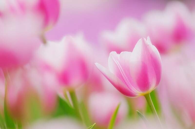 Pink Tulip Flower — Serene, Spring, Photograph, Tulips, Green Stems