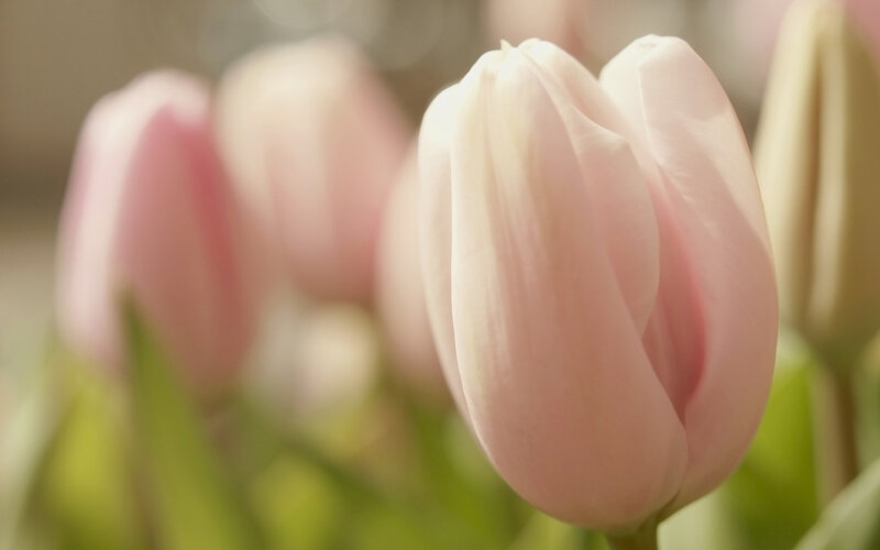 Pink Tulip Flower — Serene, Spring, Photograph, Tulips