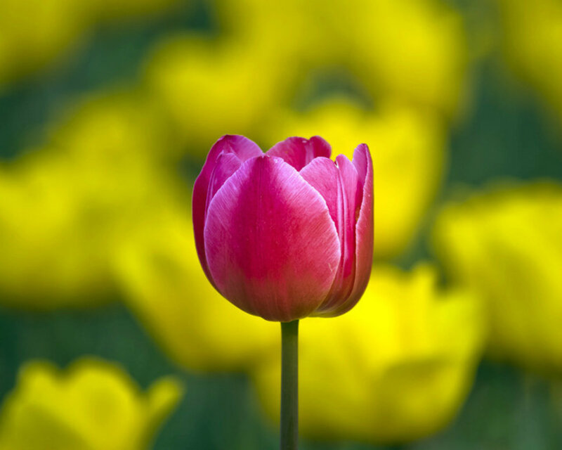 Pink Tulip Flower — Serene, Spring, Photograph, Yellow Flowers