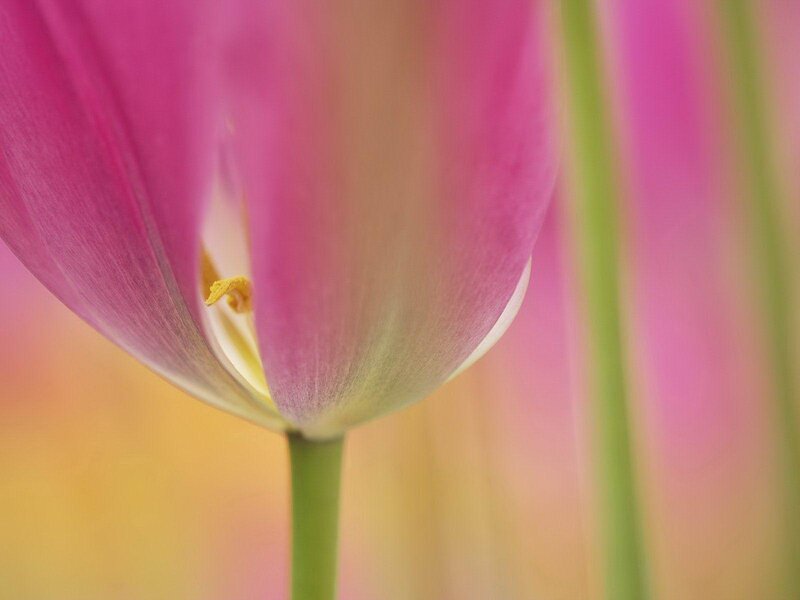 Pink Tulip Flower — Serene, Spring