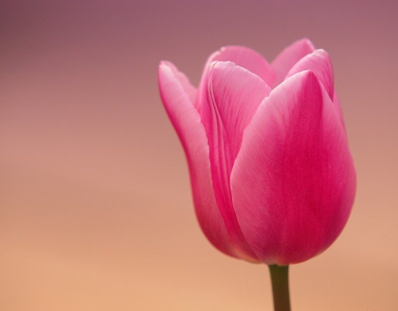 Pink Tulip Flower — Serene, Sunset