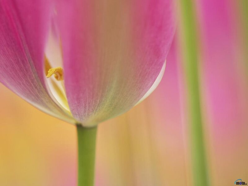 Pink Tulip Flower — Serene
