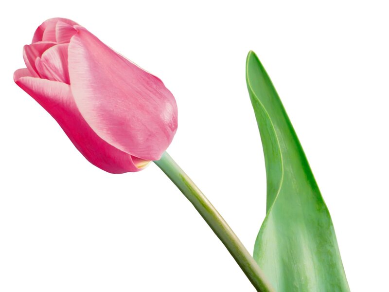 pink tulip flower