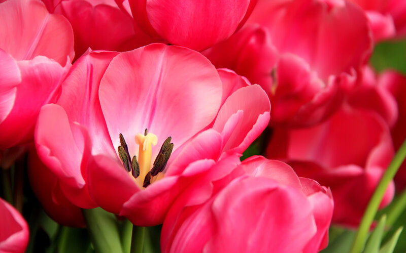 Pink Tulip Flower — Vibrant