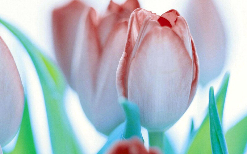 Pink Tulip Flower — White