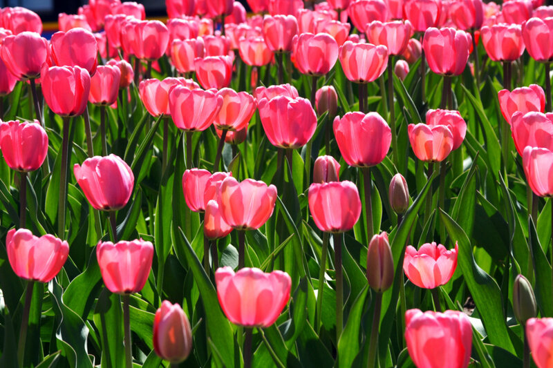 Pink Tulip Flowers — Bright, Afternoon
