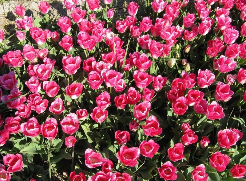 Pink Tulip Flowers — Bright, Spring, Photograph