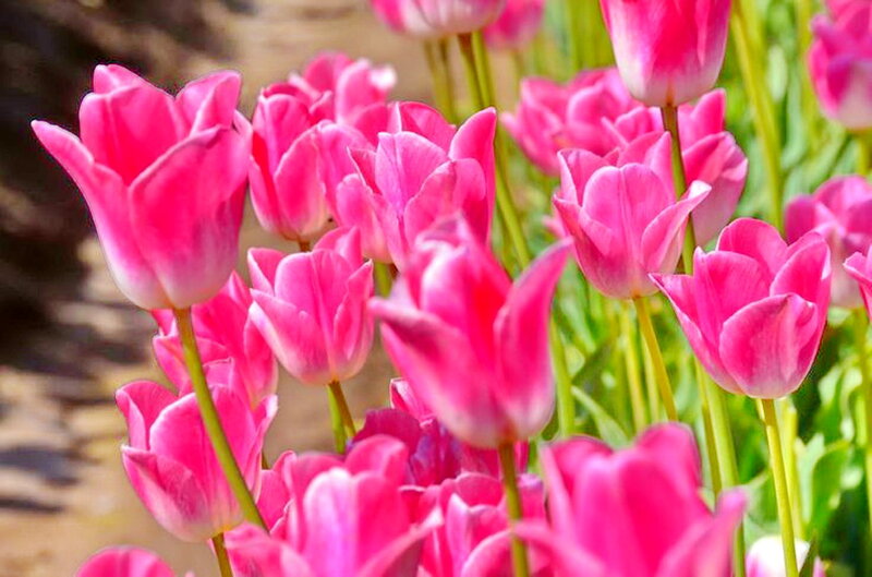 Pink Tulip Flowers — Bright, Spring