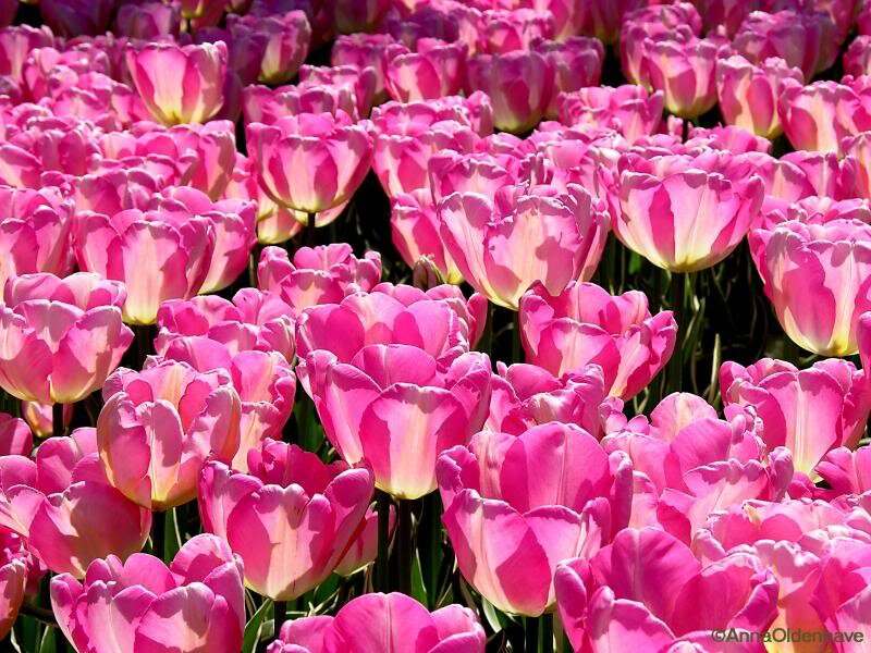 Pink Tulip Flowers — Bright
