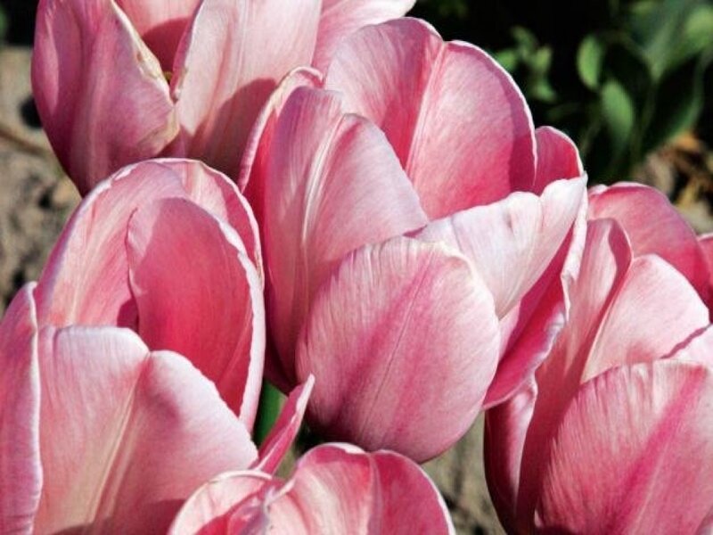 Pink Tulip Flowers — Calm, Afternoon