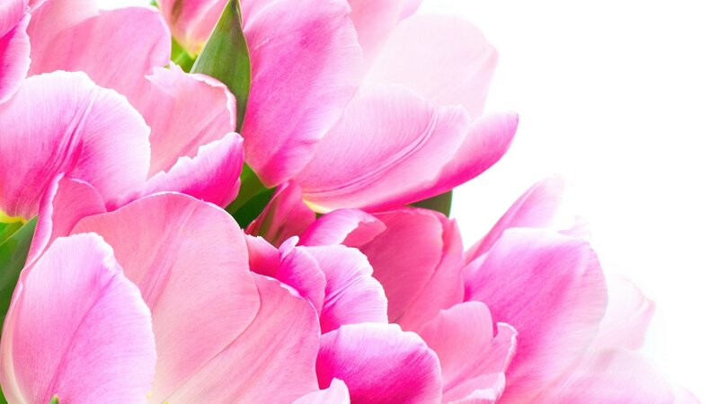 Pink Tulip Flowers — Calm, Photograph