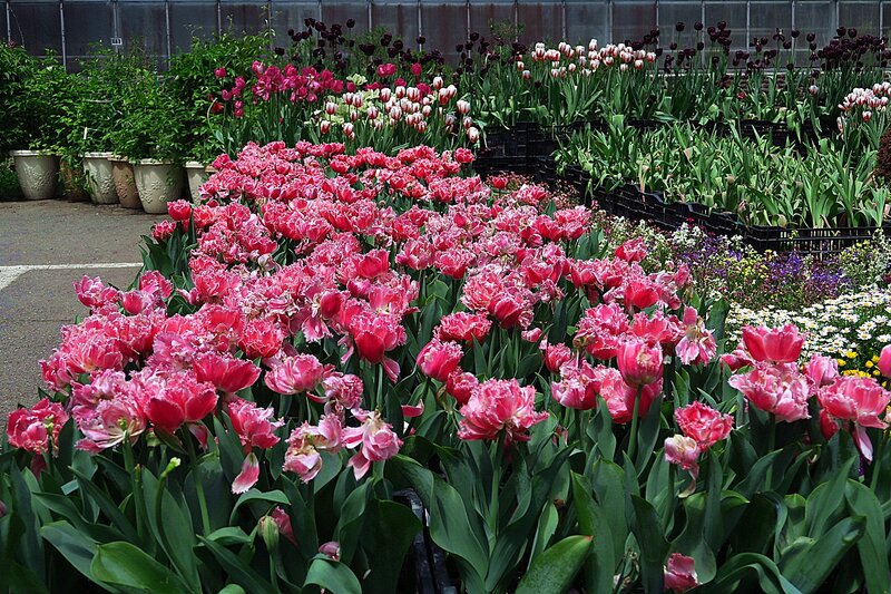 Pink Tulip Flowers — Calm, Spring, Photograph, Green Leaves, Black Crates