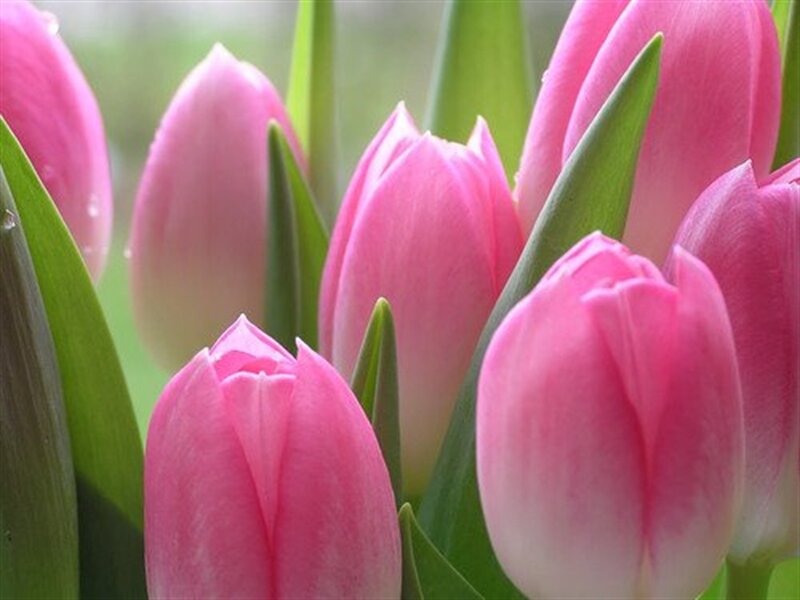 Pink Tulip Flowers — Calm, Spring, Photograph, Green Leaves, Buds