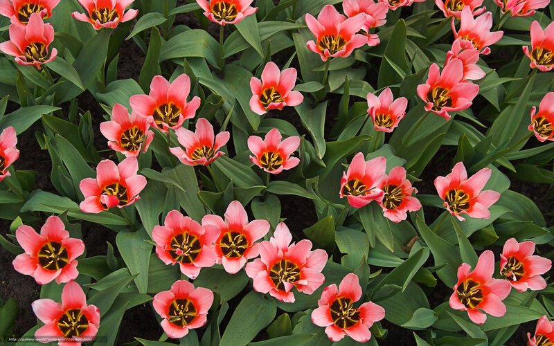 Pink Tulip Flowers — Calm, Spring, Photograph, Green Leaves, Soil