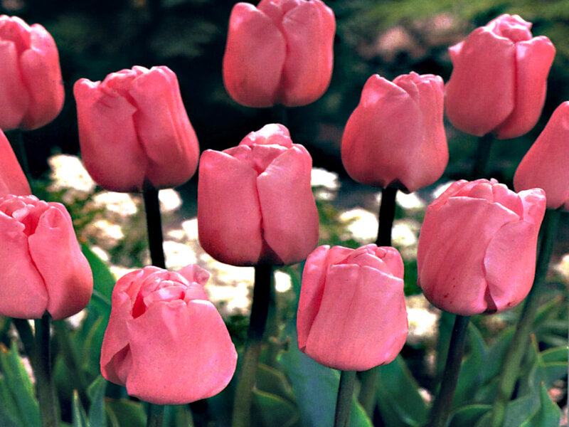 Pink Tulip Flowers — Calm, Spring, Photograph, Green Leaves