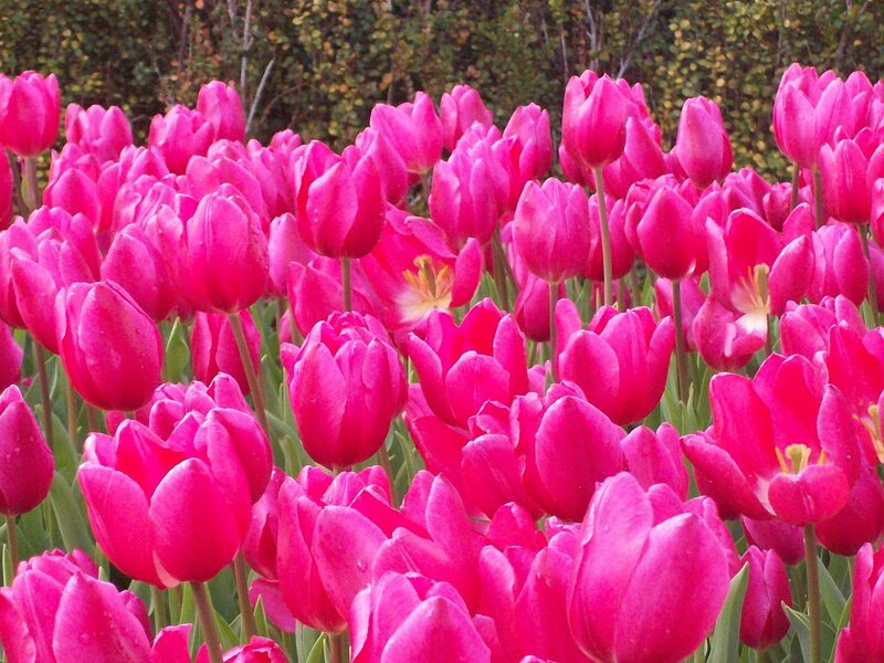 Pink Tulip Flowers — Calm, Spring, Photograph, Green Stems, Leaves