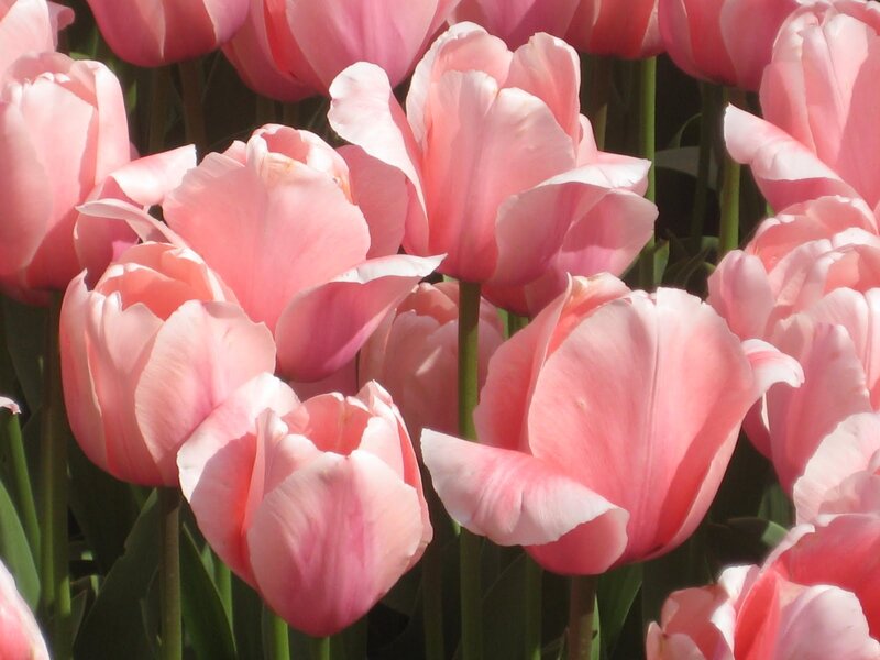 Pink Tulip Flowers — Calm, Spring, Photograph, Green Stems