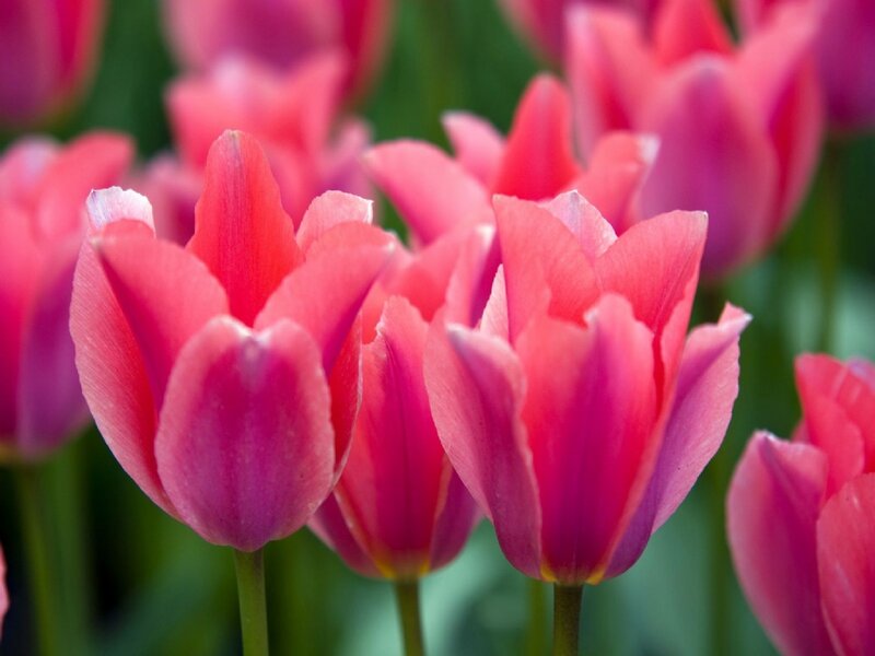 Pink Tulip Flowers — Calm, Spring, Photograph, Stems