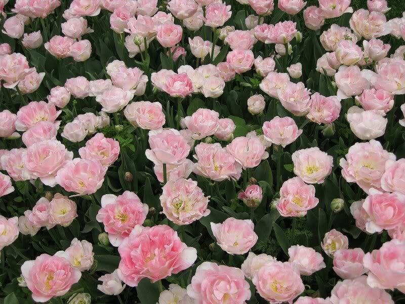 Pink Tulip Flowers — Calm, Spring, Photograph