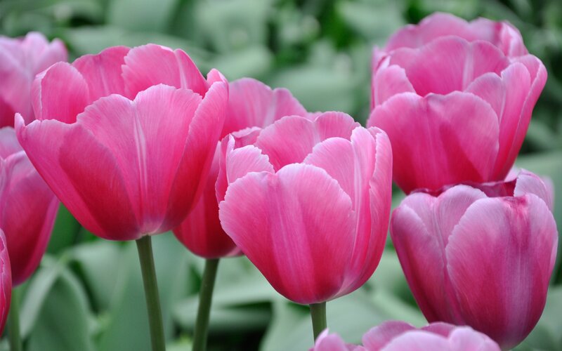 Pink Tulip Flowers — Calm, Spring