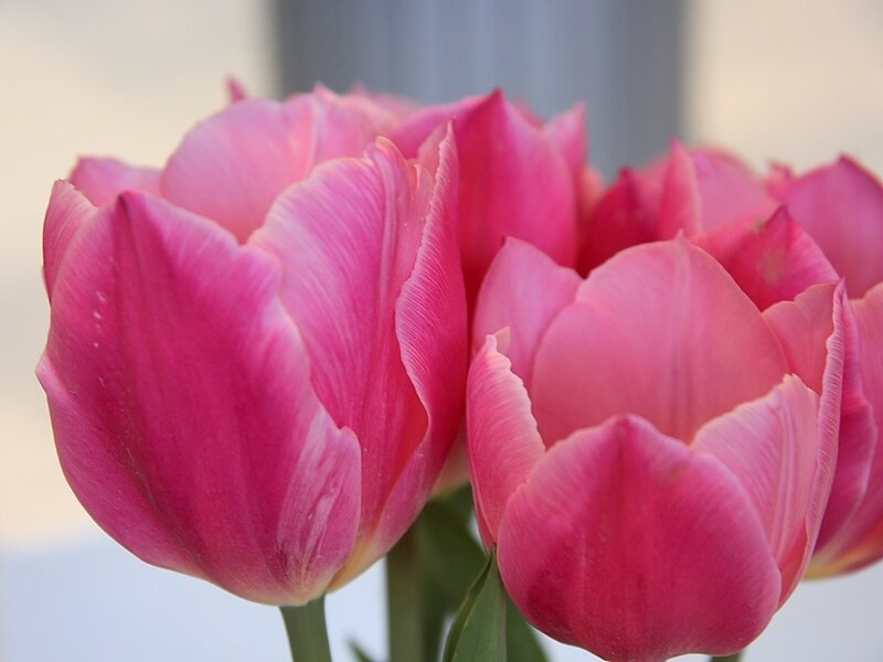 Pink Tulip Flowers — Calm