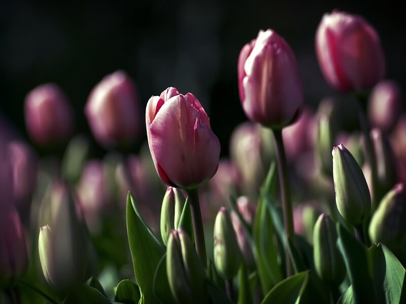 Pink Tulip Flowers — Dramatic, Morning