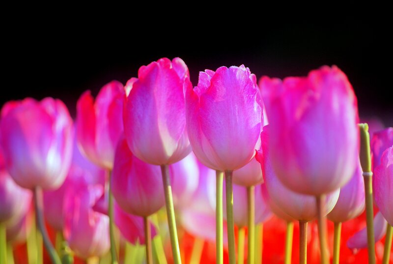 Pink Tulip Flowers — Dramatic