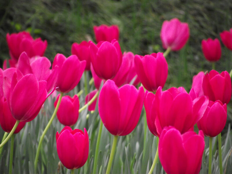 Pink Tulip Flowers — Magenta