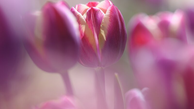 Pink Tulip Flowers — Purple, Serene