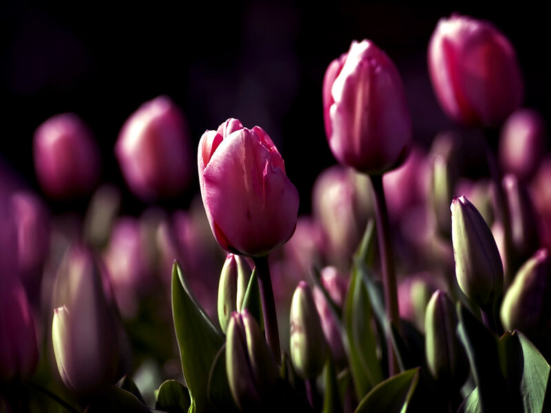 Pink Tulip Flowers — Purple