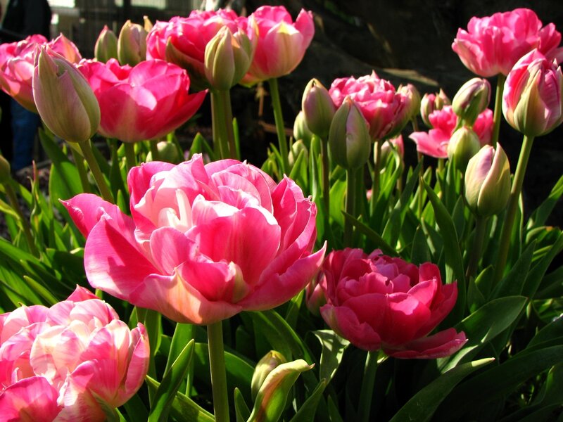 Pink Tulip Flowers — Serene, Afternoon, Photograph