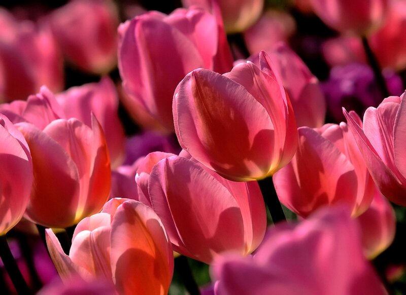 Pink Tulip Flowers — Serene, Afternoon