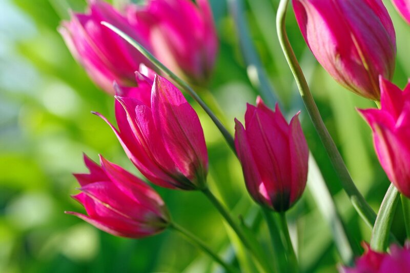 Pink Tulip Flowers — Serene, Morning, Photograph